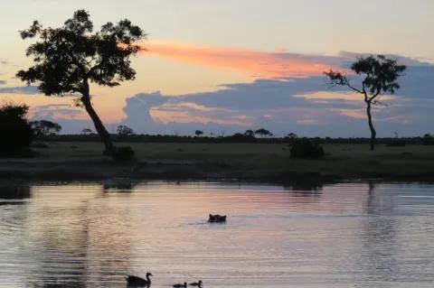 See mit Enten und einem Baum am Ufer bei Abendstimmung mit leicht rosafarbenem Himmel