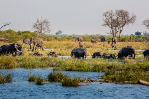 Elefanten stehen in einem Fluss bei bewölktem Himmel und einer grünen Savanne im Hintergrund