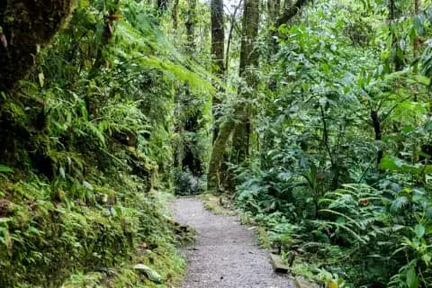 Grauer Pfad führt durch den grünen Regenwald mit vielen Bäumen und Pflanzen