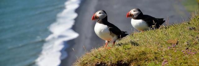 Zwei Papageientaucher sitzen hoch oben auf einer grünen Felsküste über dem Meer und dunklem Strand