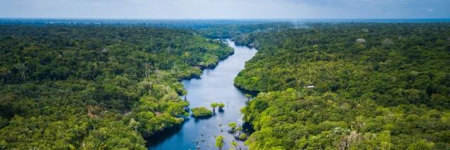 Luftaufnahme von blauem Fluss der durch einen grünen Regenwald fließt unter bewölktem Himmel