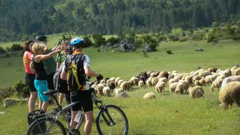 Radfahrergruppe auf Radreise pausiert während ihrer Fahrradtour, um eine Schafherde auf einer Weide zu beobachten.