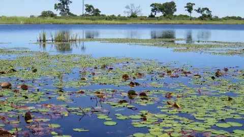 Seerosen und Wasserpflanzen auf einem See.