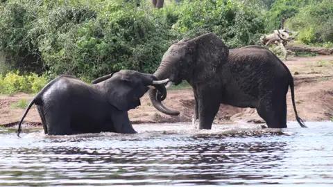 Zwei Elefanten im Wasser.
