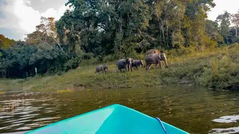 Elefantenherde vom Boot aus beobachtet.