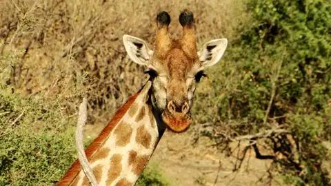 Giraffe im Buschland.