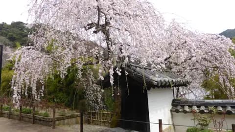 Blühender Kirschbaum neben traditionellem Gebäude mit schwarzem Dach und weißer Wand.