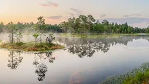Mystische Stimmung am Moorsee mit Nebelschwaden und Baumspiegelungen.