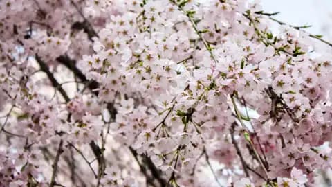 Kirschblüten im Detail.