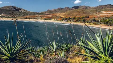 Küstenlandschaft mit Agaven und Hügeln im Hintergrund.