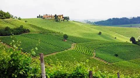 Grüne Weinreben erstrecken sich über die Hügellandschaft, mit einem Weingut im Hintergrund.
